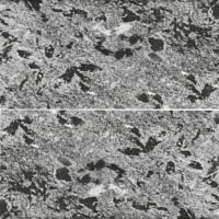 Плитка из натурального камня Талькорус «ПРЕМИУМ», 300х150х12мм, серпентинит